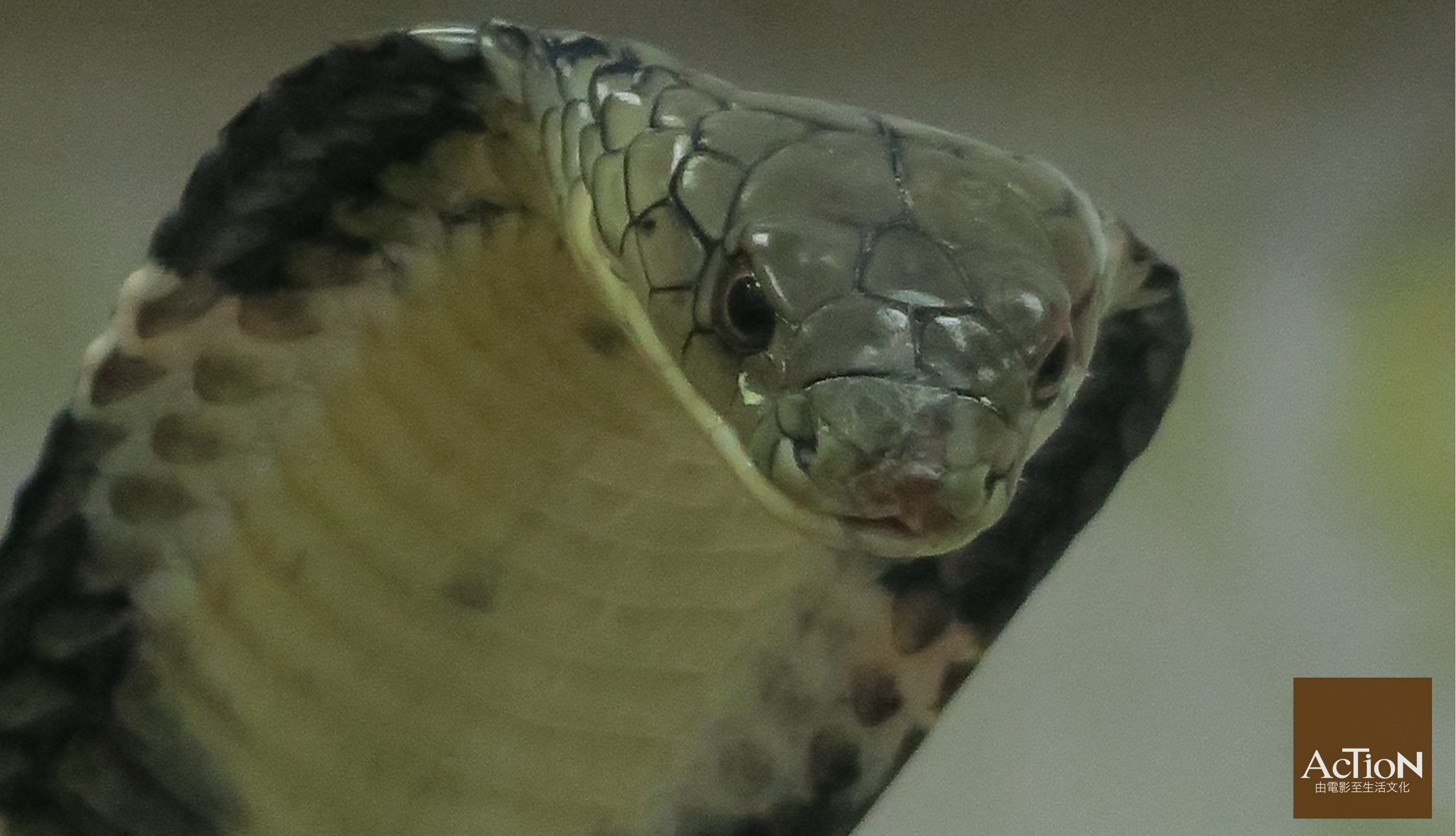 snakew